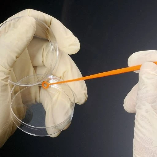 Inoculating Needles Removal Of Single-Colony Specimens
